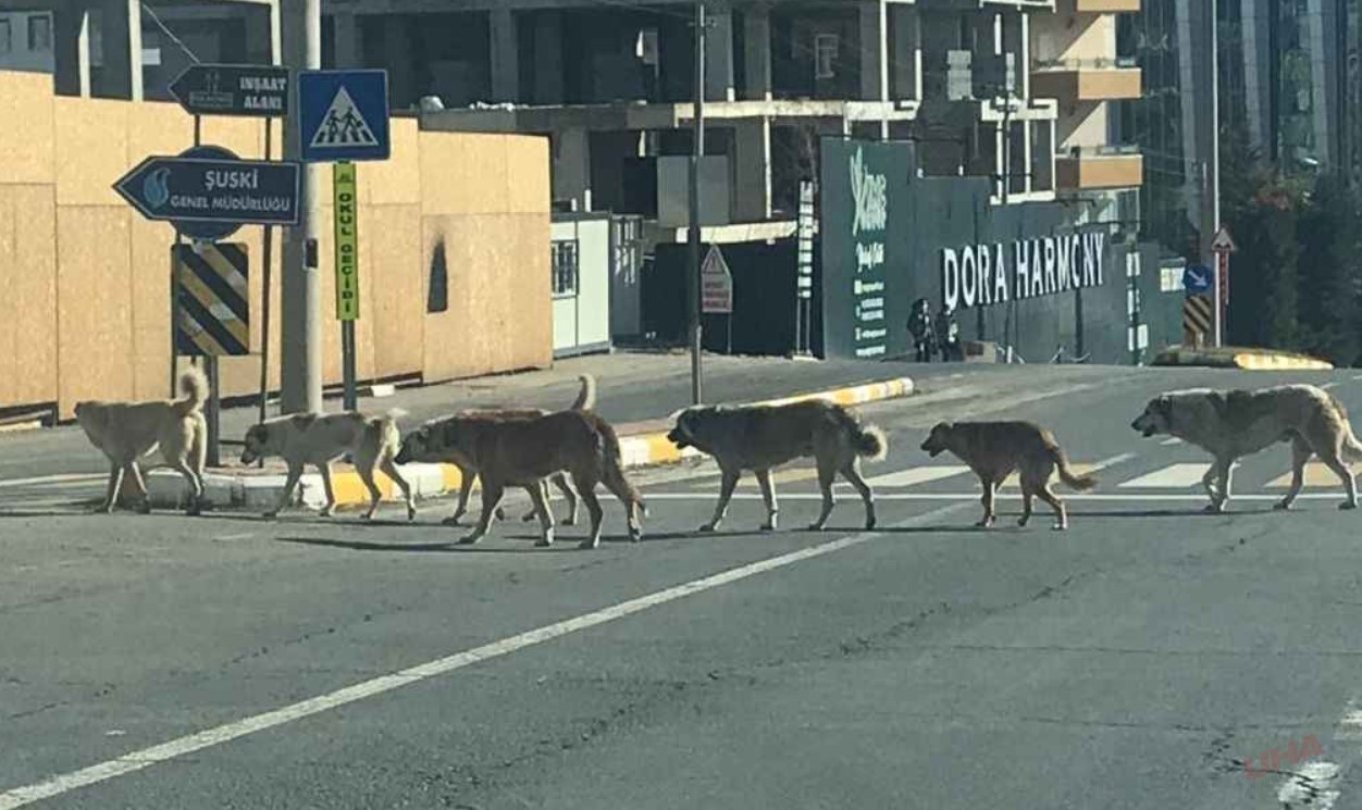 Bakanlık resmen açıkladı! Başıboş köpeklerin korkunç sayısı…