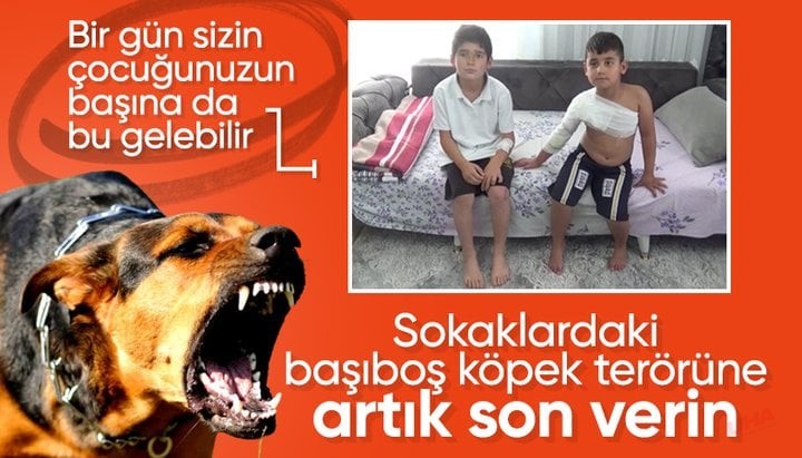 2 kardeşe başıboş sokak köpekleri saldırdı