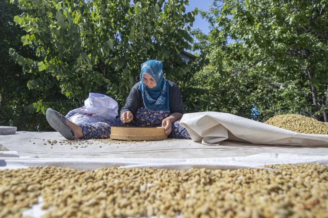 İki köy parayı bu meyvede buldu: Güneşin altında kurutup satıyorlar