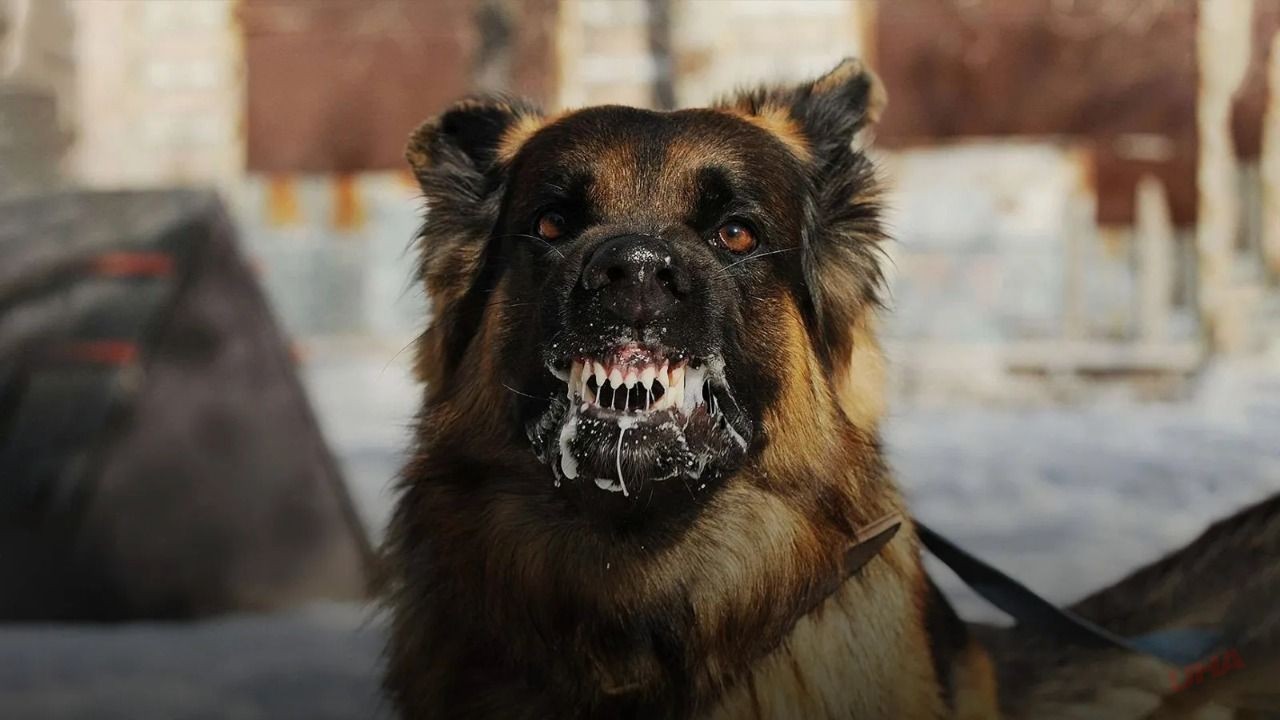 Şanlıurfa’da sokak köpekleri gündemden düşmüyor! Küçük kıza saldırıp hastanelik ettiler