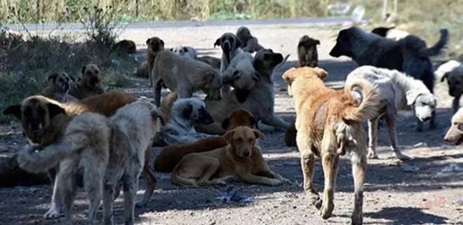 Şanlıurfa’da Başıboş Köpekler Şehir Merkezinde Dehşet Saçtı!