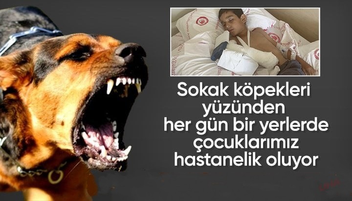 Başıboş köpeklerin saldırdığı çocuk yaralandı