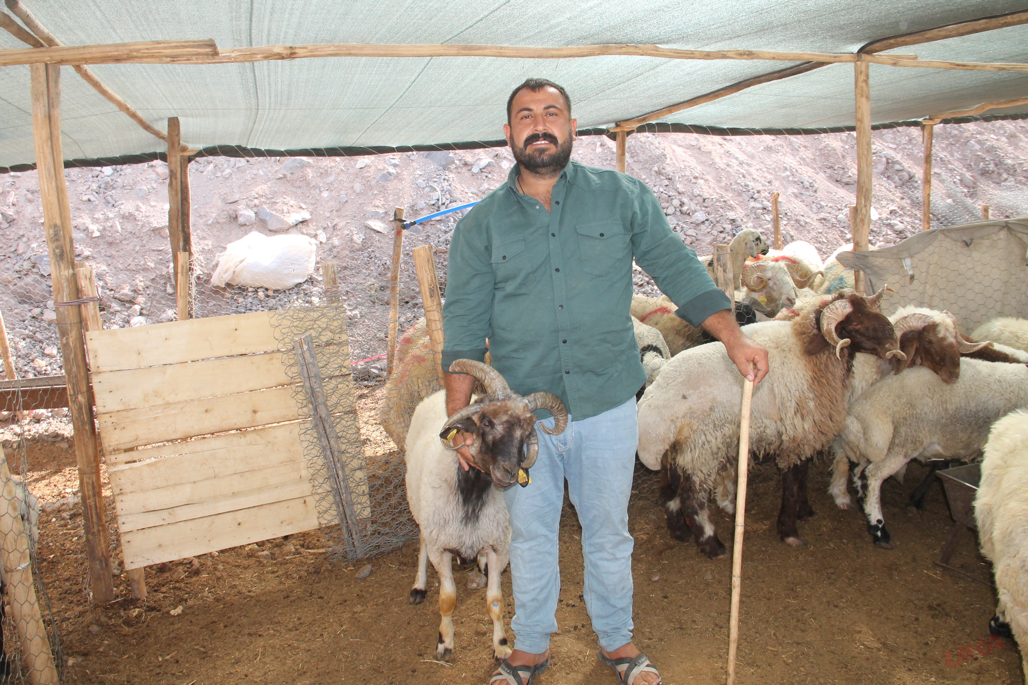 Şanlıurfa’da kurban pazarının en ilginç hayvanı! Gören şaşıp kalıyor