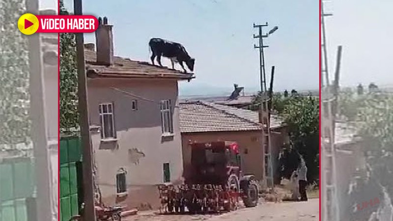 Bir bayram klasiği! Sahibinden kaçan kurbanlık boğa çatıya çıktı!