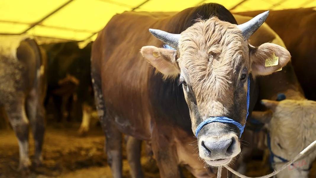 Bir ilk: İnek başına vergi alınacak