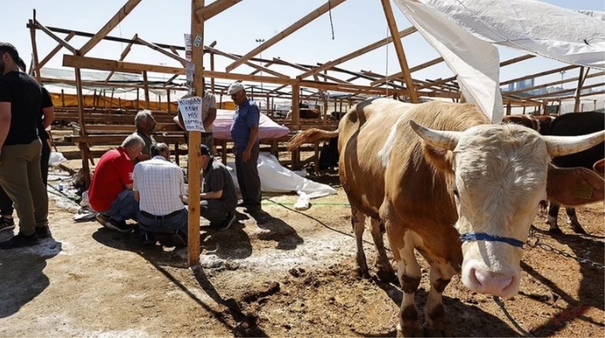 Şanlıurfa’da Kurban Kesim ve Satış Alanları Belirlendi