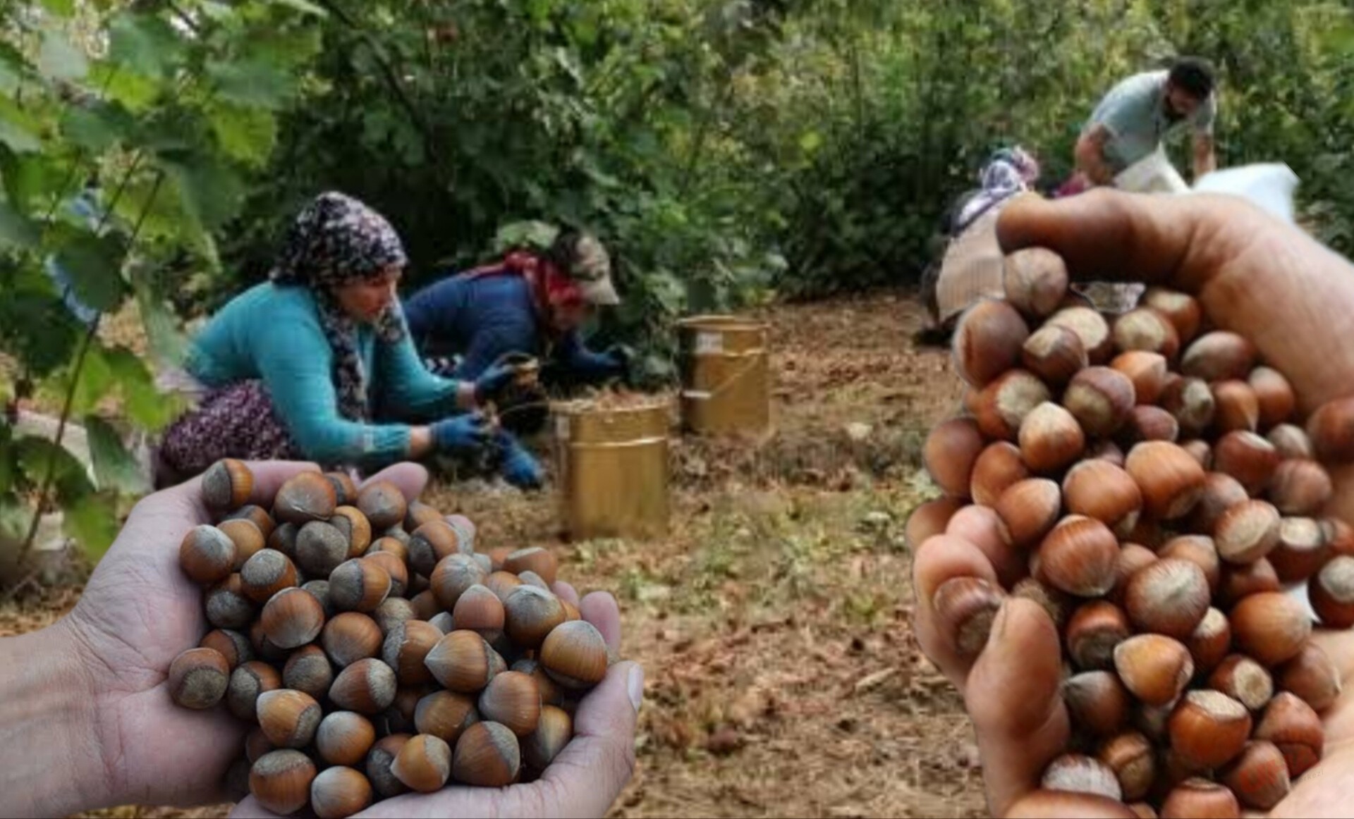 Şanlıurfa Dahil, Doğu ve Güneydoğu’dan Ordu’ya Fındık Hasadı Göçü Başlıyor! 2024 Yevmiye Ücretleri Açıklandı