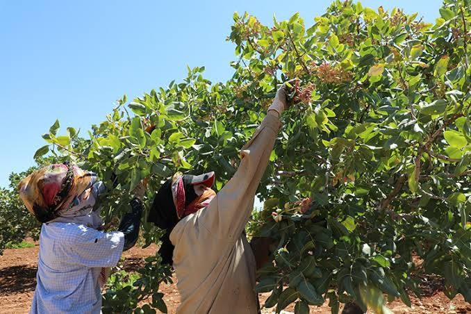 Şanlıurfa’da Fıstık Fiyatlarında Büyük Düşüş! Pazar Günü Açıklanan Güncel Fiyatlar Şaşırttı