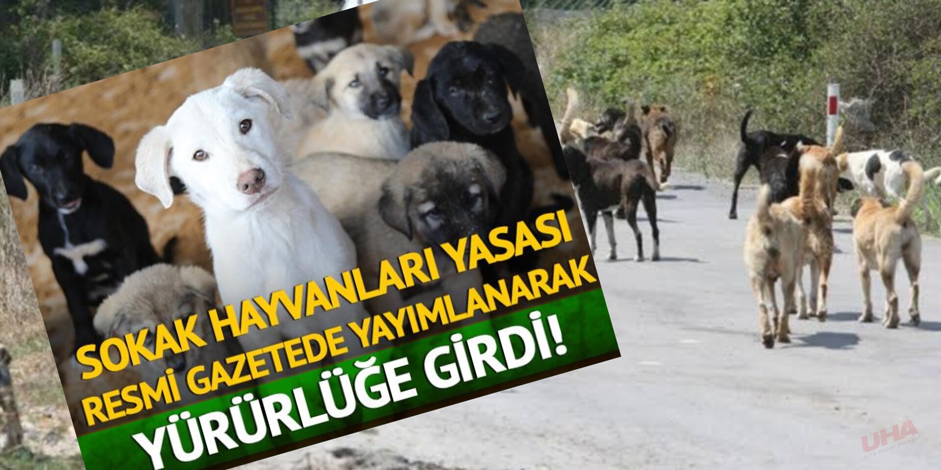 Sokak hayvanları yasası Resmi Gazete'de yayımlanarak yürürlüğe girdi!