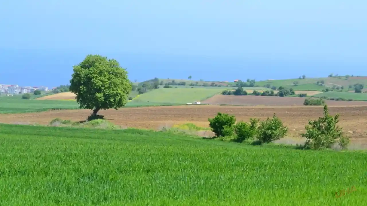 Bunları bilmeden asla arazi ve arsa almayın! Paranız bir anda pul olmasın