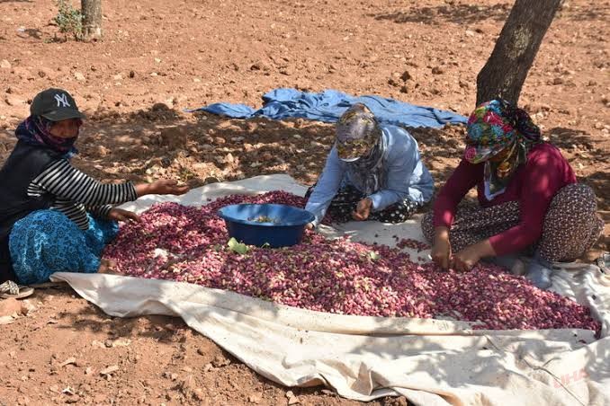 Urfa’nın Yeşil Altını Fıstıkta Hasat Zamanı! Üreticiler Destek Bekliyor